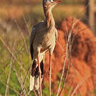 Cariama huppé