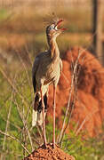 Red-legged Seriema