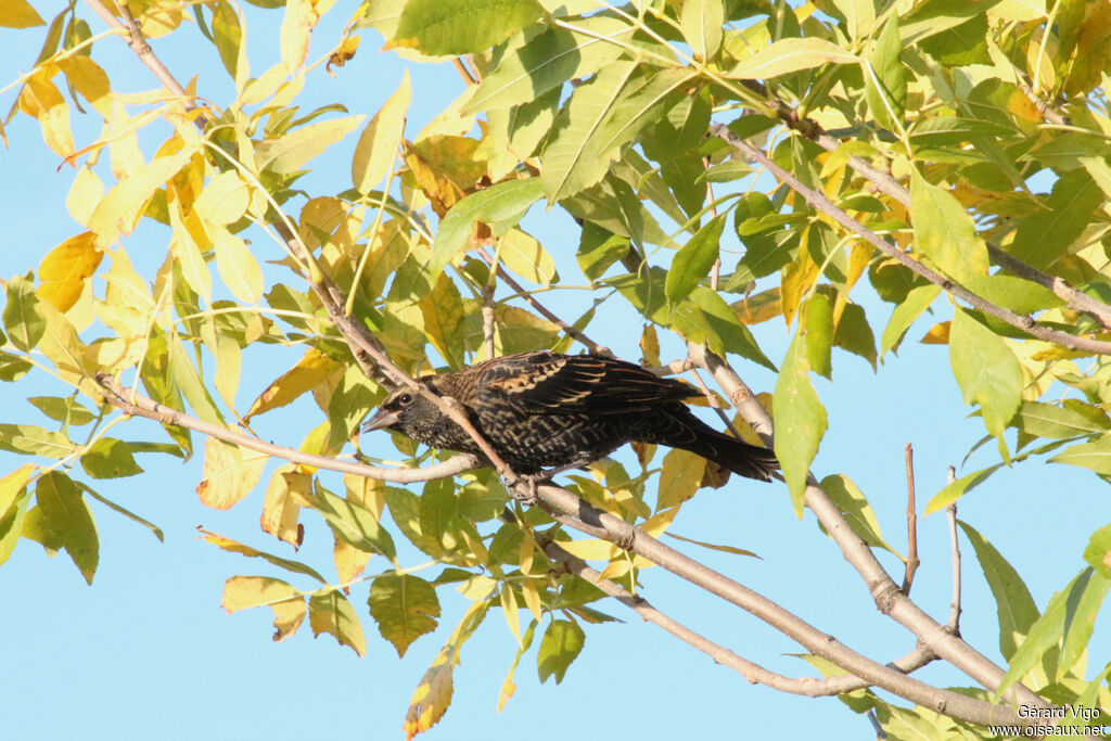 Red-winged Blackbird female adult