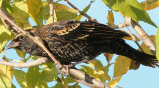 Red-winged Blackbird