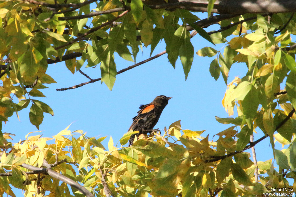 Red-winged Blackbird male adult