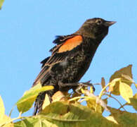 Red-winged Blackbird