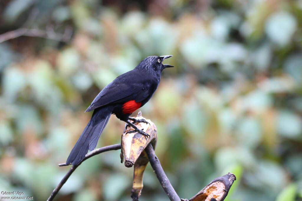 Carouge à ventre rouge adulte, identification