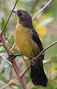 Unicolored Blackbird