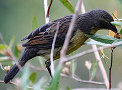 Unicolored Blackbird