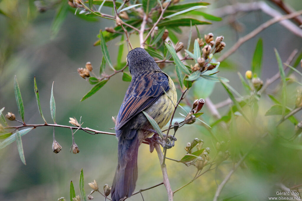 Unicolored Blackbird female adult