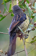 Unicolored Blackbird