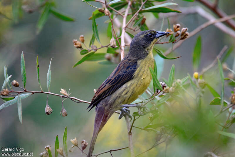 Unicolored Blackbird female adult, identification