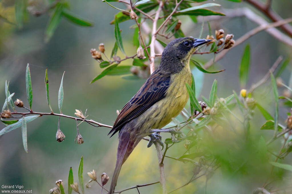 Unicolored Blackbird female adult, identification