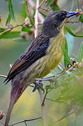 Unicolored Blackbird