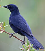 Unicolored Blackbird