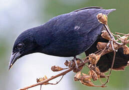 Unicolored Blackbird