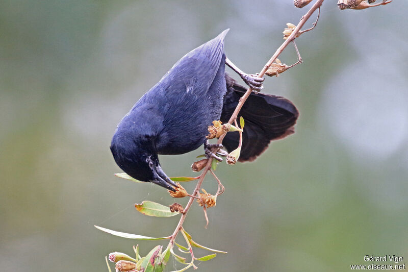 Unicolored Blackbird male adult