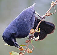 Unicolored Blackbird