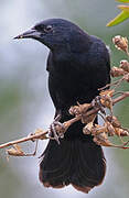 Unicolored Blackbird