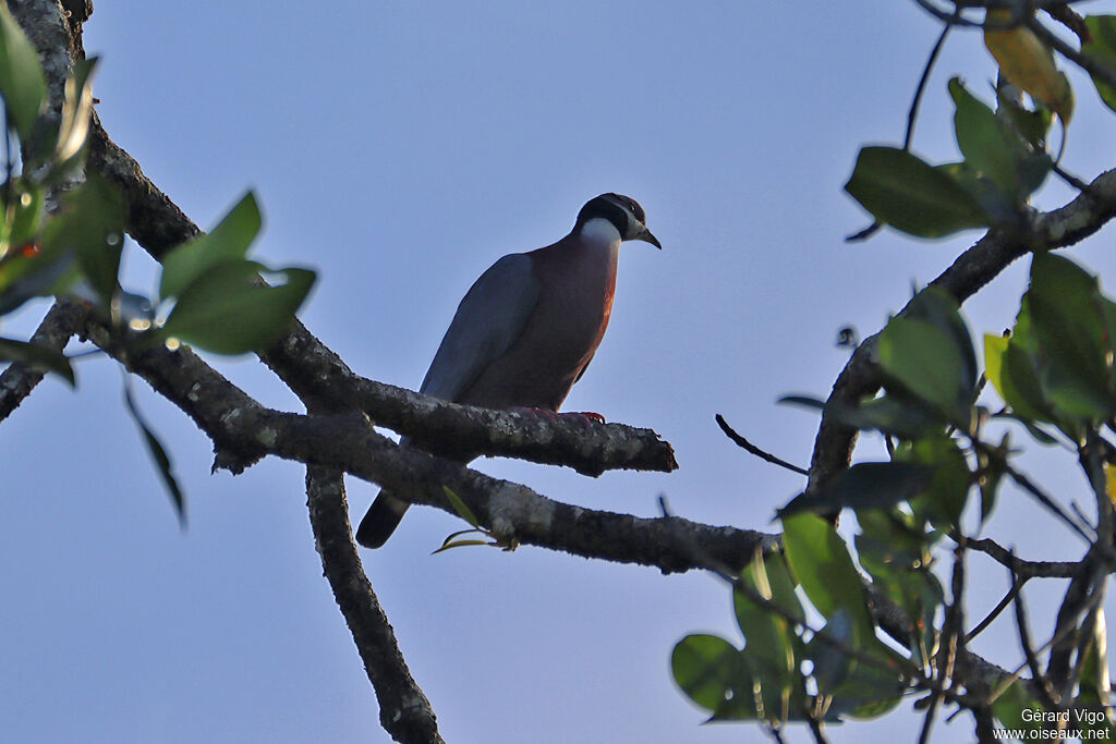 Collared Imperial Pigeonadult