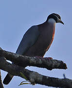 Collared Imperial Pigeon