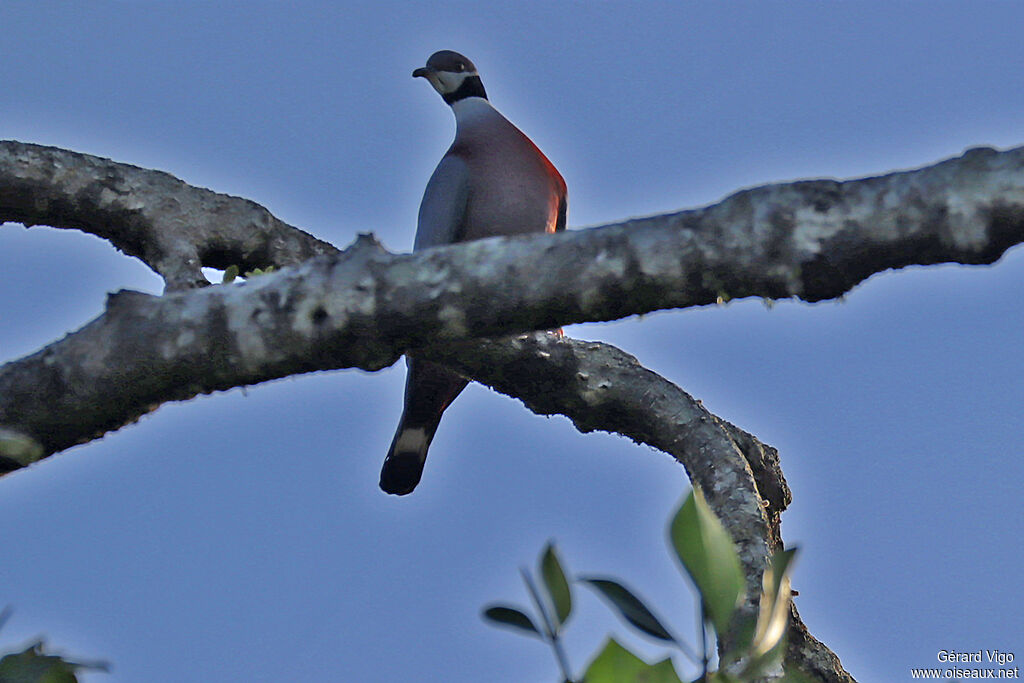 Collared Imperial Pigeonadult