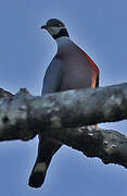 Collared Imperial Pigeon