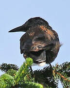 Spotted Nutcracker