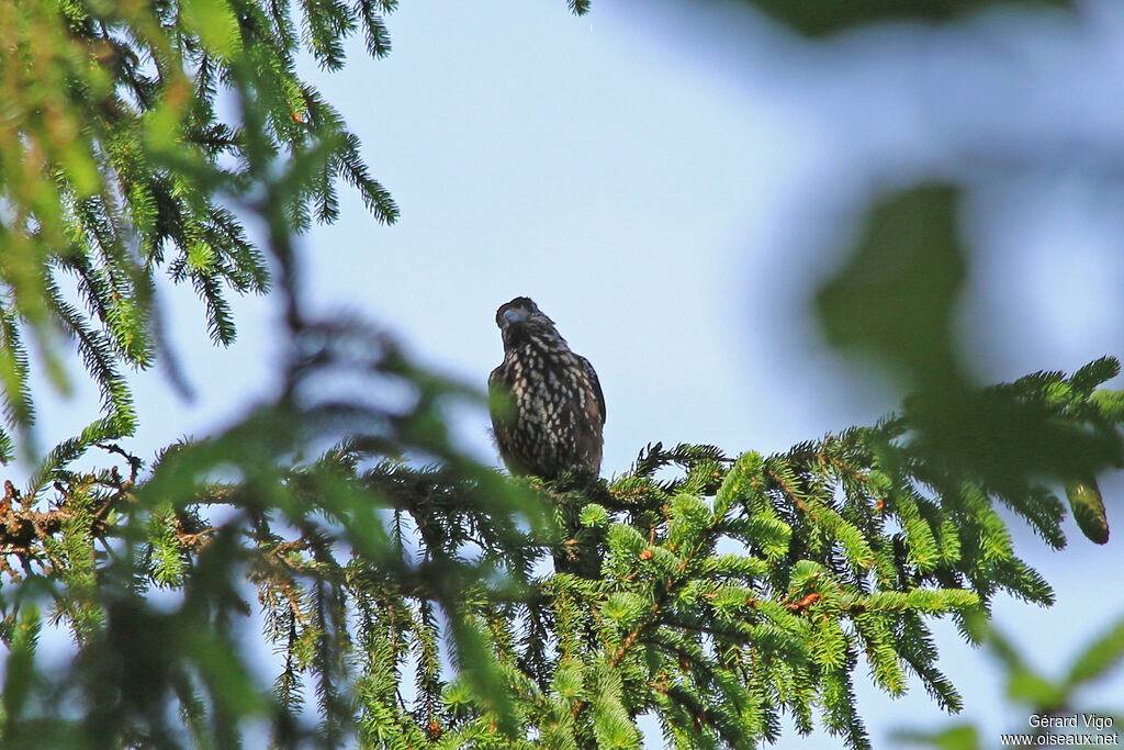 Spotted Nutcrackeradult