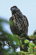 Spotted Nutcracker