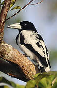 Hooded Butcherbird