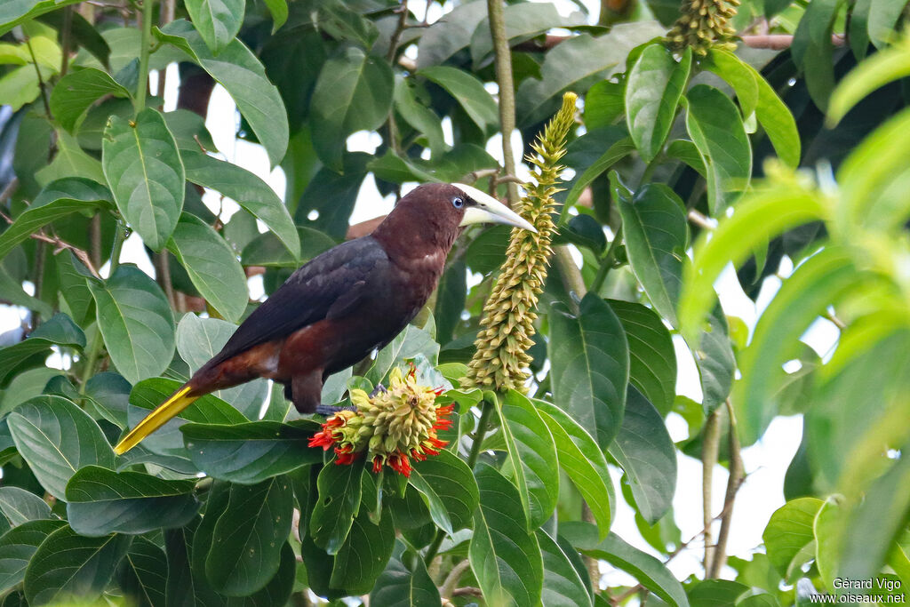 Chestnut-headed Oropendolaadult