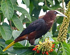 Cassique à tête brune