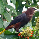 Cassique à tête brune