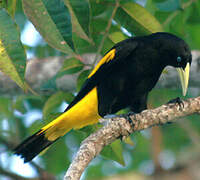 Yellow-rumped Cacique