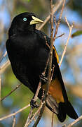 Yellow-rumped Cacique