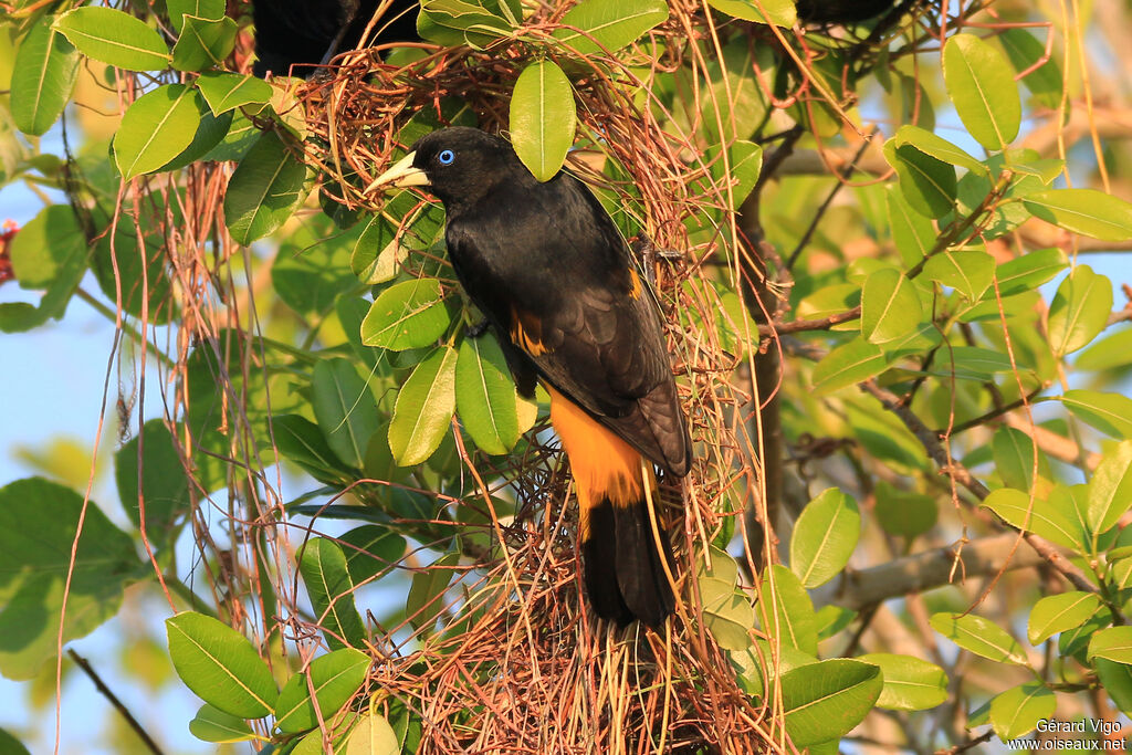 Yellow-rumped Caciqueadult, Reproduction-nesting