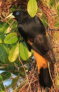 Yellow-rumped Cacique