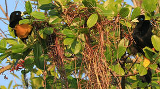 Yellow-rumped Cacique