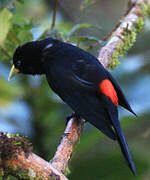 Red-rumped Cacique