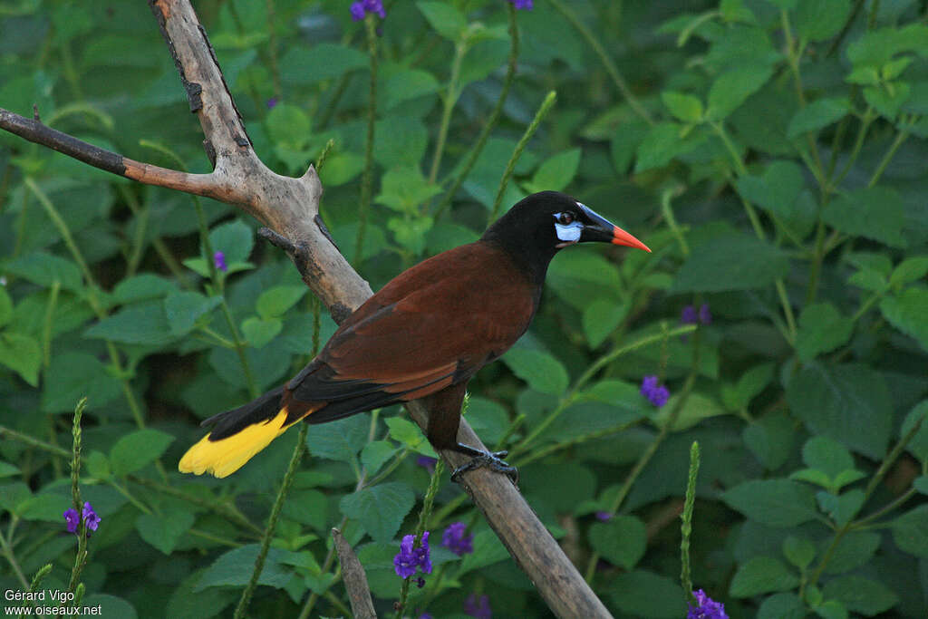 Cassique de Montezumaadulte, identification