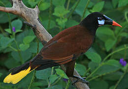 Montezuma Oropendola