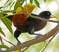 Crested Oropendola