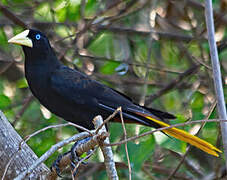 Crested Oropendola