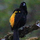 Cassique montagnard