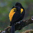 Cassique montagnard