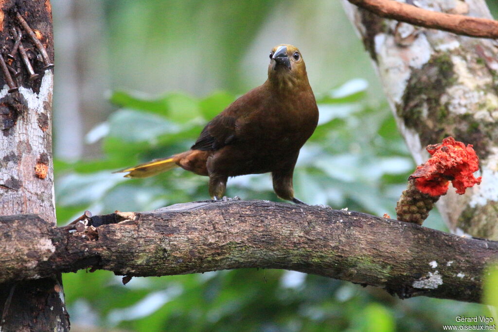 Russet-backed Oropendolaadult