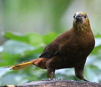 Russet-backed Oropendola