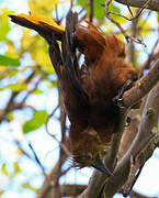 Russet-backed Oropendola