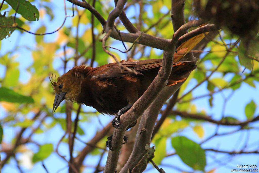 Russet-backed Oropendola male adult