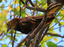 Russet-backed Oropendola