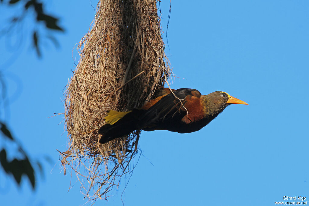 Russet-backed Oropendolaadult