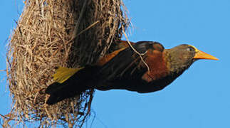 Russet-backed Oropendola