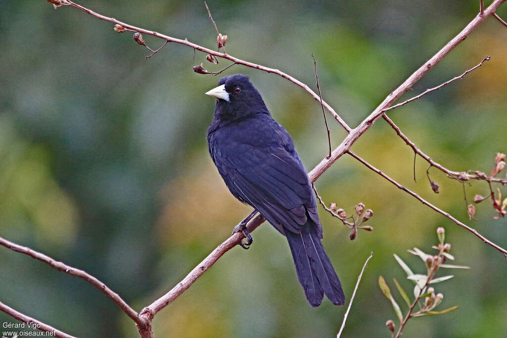 Solitary Caciqueadult, identification